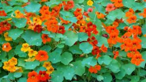 quand semer des graines de fleurs grimpante capucine fleur gratifiante rustique terrasse
