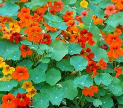 quand semer des graines de fleurs grimpante capucine fleur gratifiante rustique terrasse