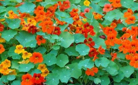 quand semer des graines de fleurs grimpante capucine fleur gratifiante rustique terrasse