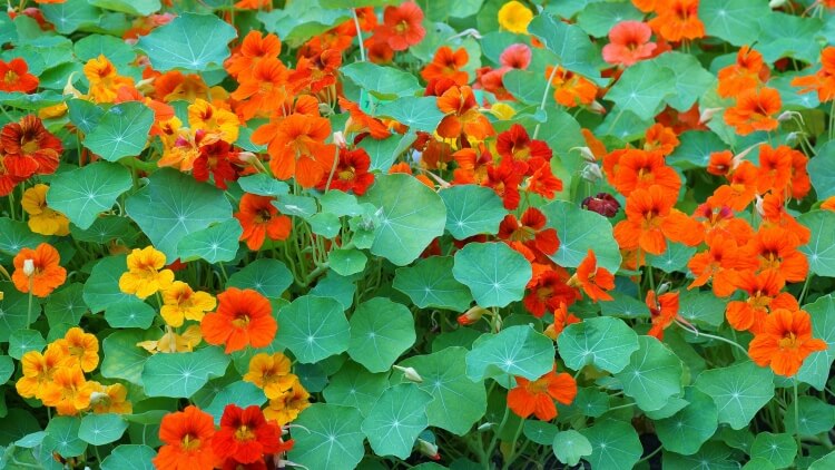 quand semer des graines de fleurs grimpante capucine fleur gratifiante rustique terrasse