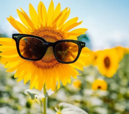 quand semer le tournesol avec la lune 2023 quand planter les graines de tournesol en pleine terre