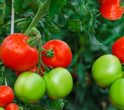 que faire pour booster sa récolte de tomates astuces pour avoir beaucoup de fruits sur un pieds