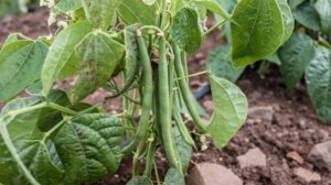 que peut-on planter à côté des haricots verts quel légume fruit quelle plante
