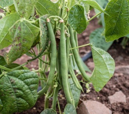 que peut-on planter à côté des haricots verts quel légume fruit quelle plante