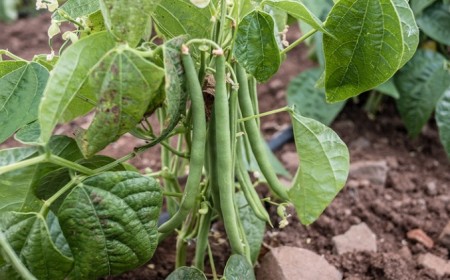 que peut-on planter à côté des haricots verts quel légume fruit quelle plante
