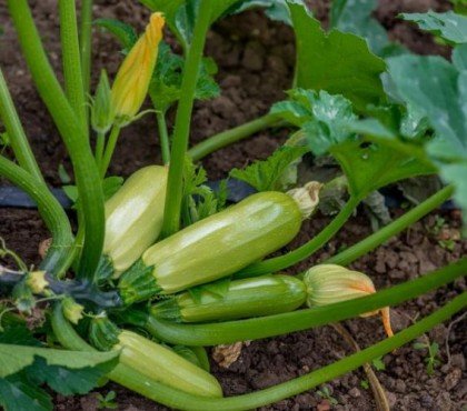 que planter à côté des courgettes