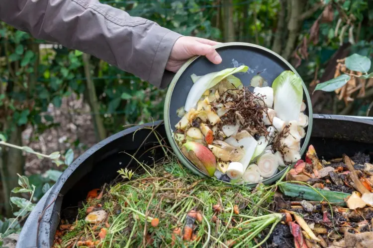quel aliments éviter de mettre dans le compost
