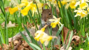 quel animal mange les tulipes comment protéger les bulbes à fleurs des rongeurs