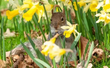 quel animal mange les tulipes comment protéger les bulbes à fleurs des rongeurs