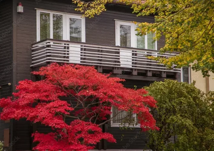 quel arbre planter devant une maison 2023