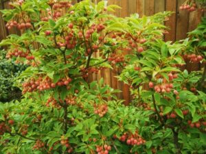quel arbuste mettre au nord enkianthus campanulatus fleurs forme cloche grouper grappes