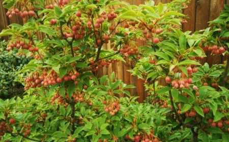quel arbuste mettre au nord enkianthus campanulatus fleurs forme cloche grouper grappes