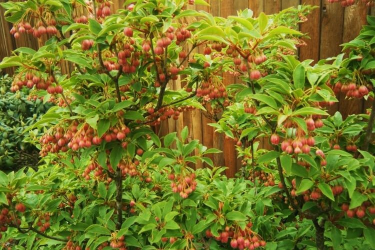 quel arbuste mettre au nord enkianthus campanulatus fleurs forme cloche grouper grappes