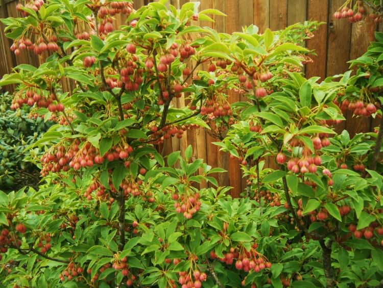 quel arbuste mettre au nord enkianthus campanulatus fleurs forme cloche grouper grappes