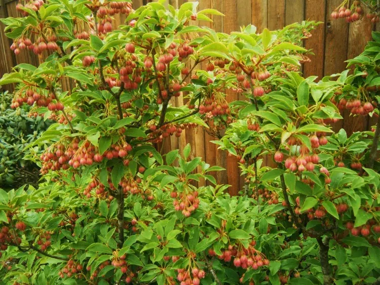 Which shrub to place in northern enkianthus campanulatus clusters bell-shaped flowers