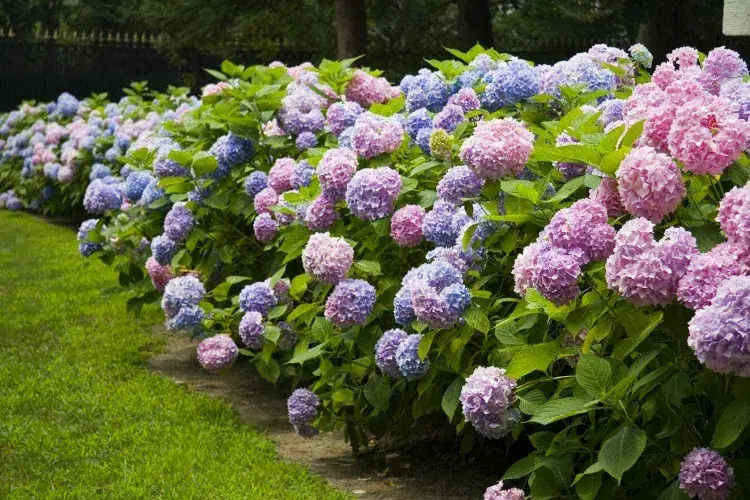 Which shrub to put northern hydrangea shows lush foliage and colorful flowering