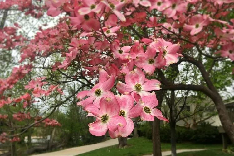The dogwood bush grows in rich shade in neutral, slightly acidic, well-drained soil