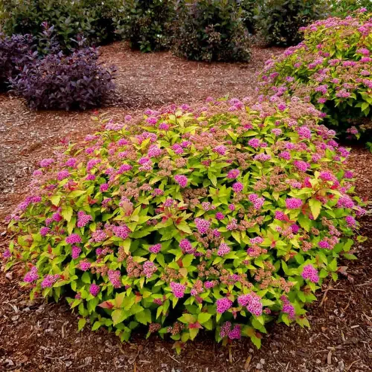 What a spirea shrub grows in shade Beautiful blue green foliage Perfect partial shade