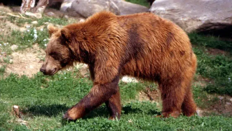 quel comportement face à un ours