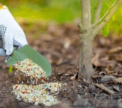 quel engrais pour arbres fruitiers au printemps utiliser