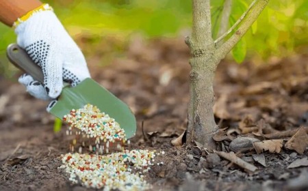 quel engrais pour arbres fruitiers au printemps utiliser