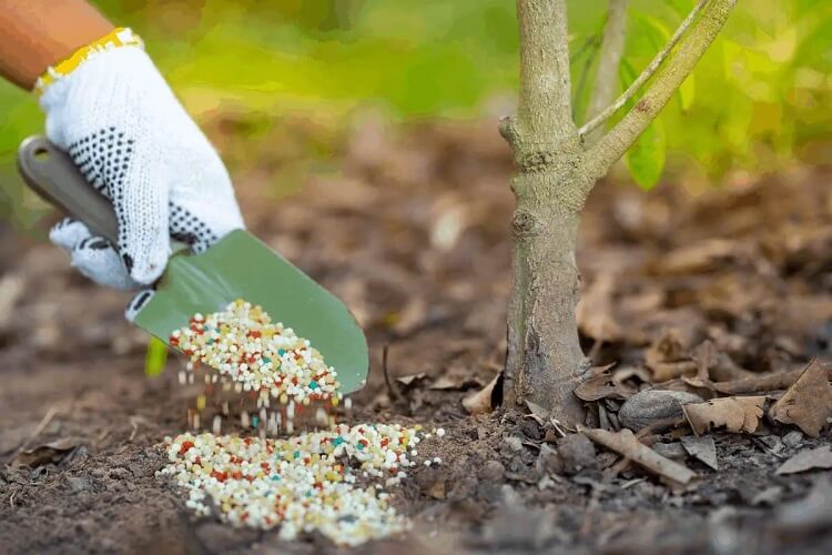 quel engrais pour arbres fruitiers au printemps utiliser