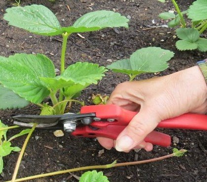 quel entretien des fraisiers au printemps par étapes optimiser récolte été