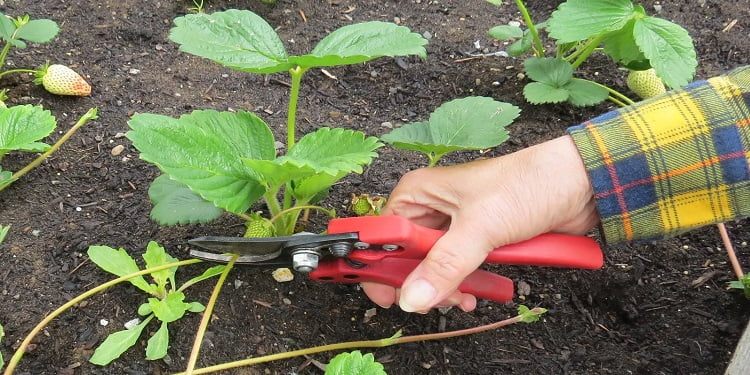 quel entretien des fraisiers au printemps par étapes optimiser récolte été