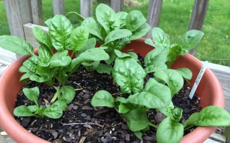 quel épinard semer en automne planter conteneur août septembre récolter décembre