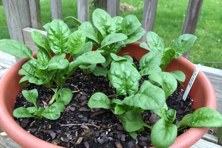 quel épinard semer en automne planter conteneur août septembre récolter décembre