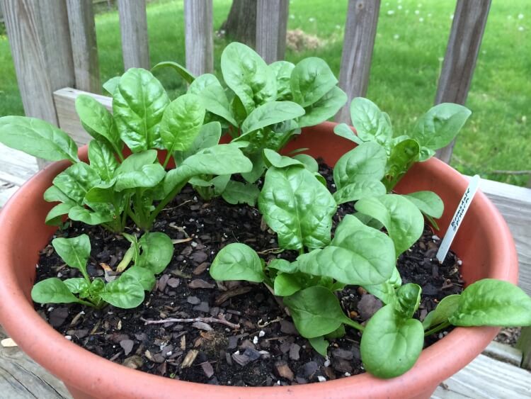 quel épinard semer en automne planter conteneur août septembre récolter décembre