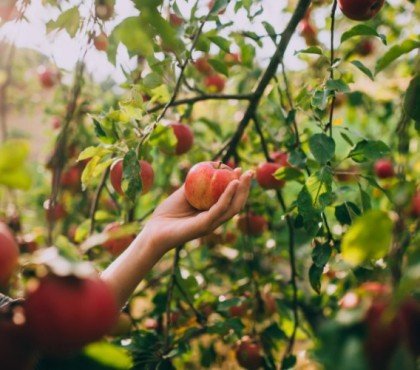 quel est le meilleur paillage pour les arbres fruitiers jardin