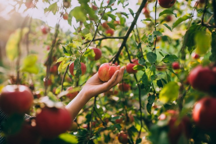 quel est le meilleur paillage pour les arbres fruitiers jardin