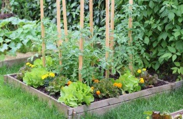 quel légume planter à côté des tomates