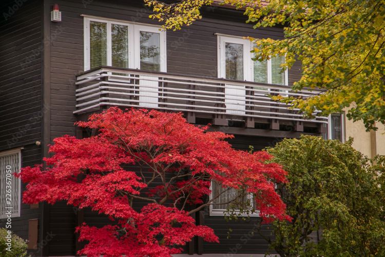 quel petit arbre planter devant une maison