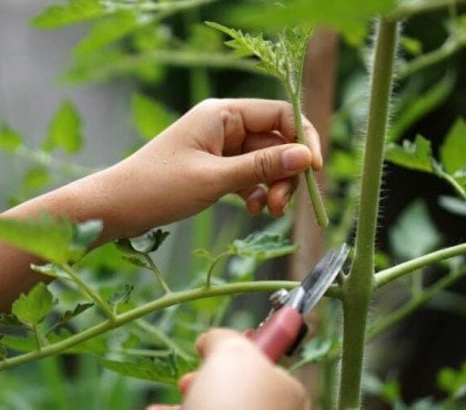 quelle feuille enlever sur un plant de tomate