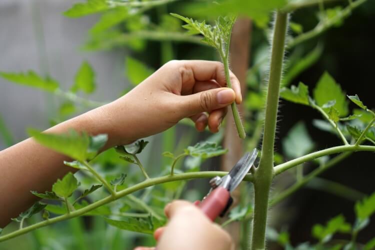 quelle feuille enlever sur un plant de tomate