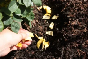 quelle plante aime les peaux de banane comme engrais naturel rosiers potager plantes intérieur