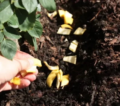 quelle plante aime les peaux de banane comme engrais naturel rosiers potager plantes intérieur