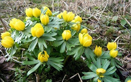 quelle plante au pied des arbustes aconite hiver eranthis hyemalis parfait jaune vif côté vert luxuriant