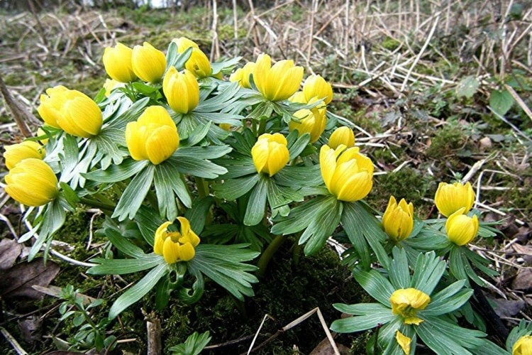 quelle plante au pied des arbustes aconite hiver eranthis hyemalis parfait jaune vif côté vert luxuriant