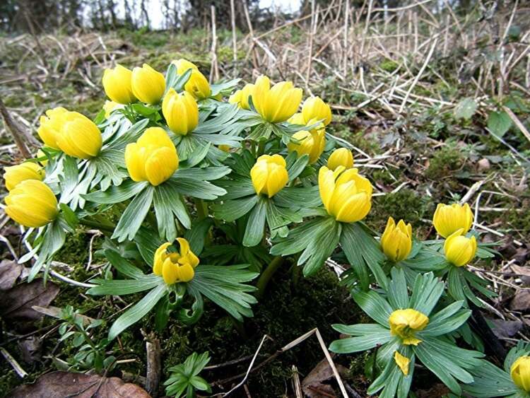 quelle plante au pied des arbustes aconite hiver eranthis hyemalis parfait jaune vif côté vert luxuriant