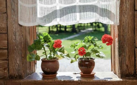 quelle température pour sortir les géraniums sur le balcon