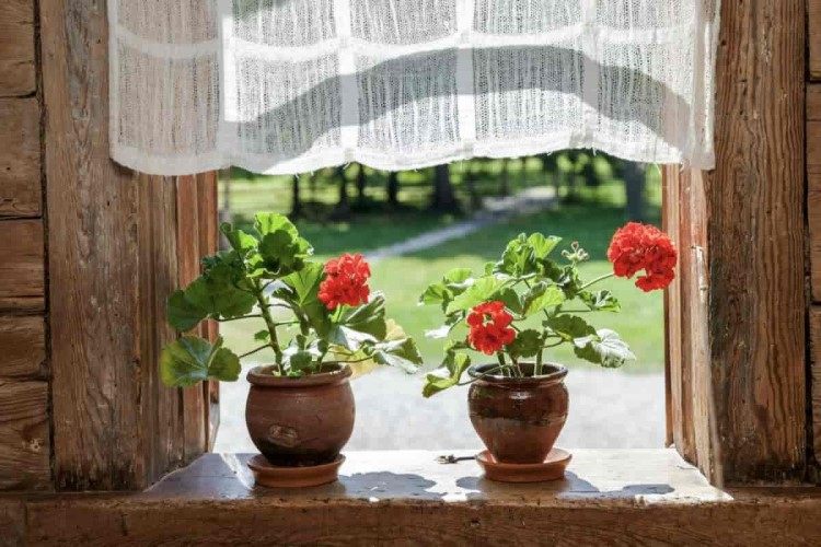 quelle température pour sortir les géraniums sur le balcon