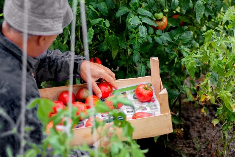 quelle variété de tomates sous serre 2023