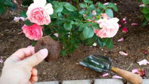 quelles fleurs aiment le marc de café rosier hortensia plantes intérieur citronnier