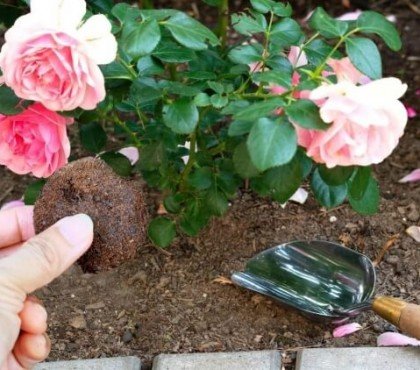 quelles fleurs aiment le marc de café rosier hortensia plantes intérieur citronnier