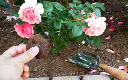 quelles fleurs aiment le marc de café rosier hortensia plantes intérieur citronnier