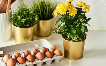 quelles plantes aiment les coquilles d'oeuf à l'intérieur