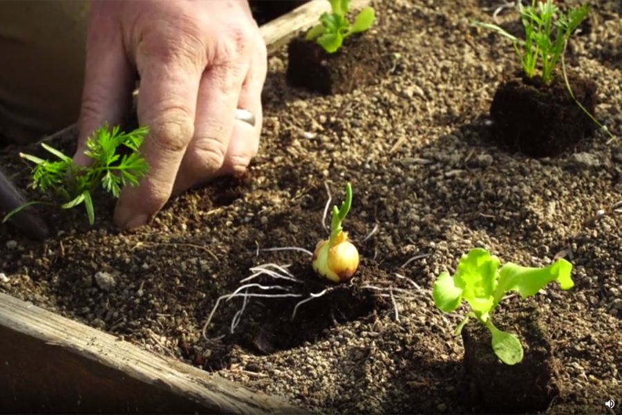 quelles plantes associer à l'oignon au jardin